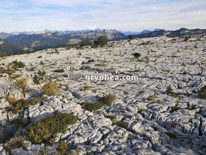 Lapiaz - Parmelan (Haute Savoie, France) - gryphea.org